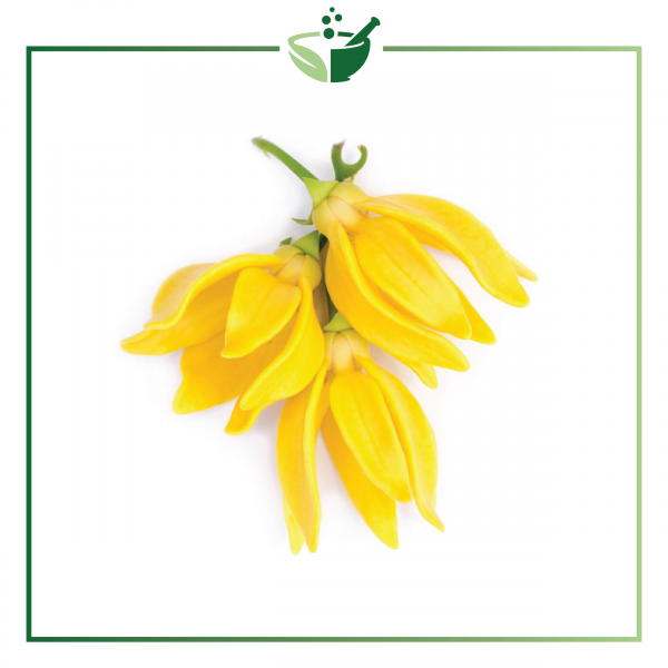 Ylang Ylang Essential Oil-01
